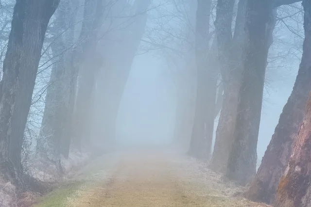road, trees, fog, path, dirt road, forest, woods, rural, country road, countryside, empty, outdoors, nature, landscape. 5 parts of backroad itinerary building, explained