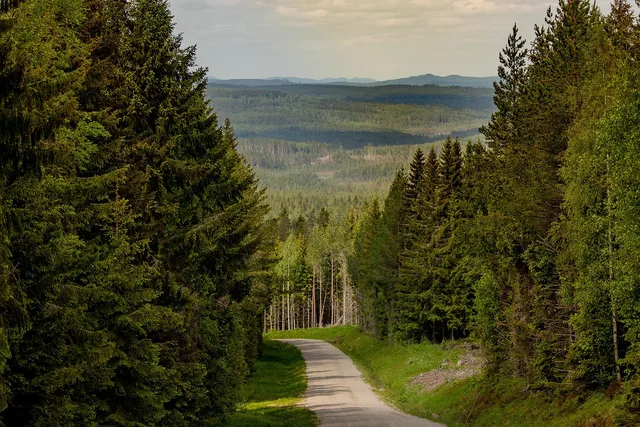 gravel road, forest, mountain, greenery, nature, landscape, gravel road, greenery, greenery, greenery, greenery, greenery. Scenic drive planning: settle surface, access, and legality first