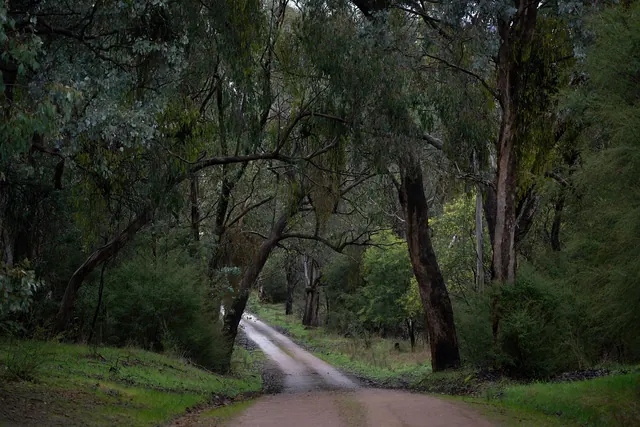 road, forest, countryside, bush, landscape, path, nature, woods, trees, australia, australian bush, dirt road, dusk, gumtrees, wilderness, country road, road, road, road, road, roa
