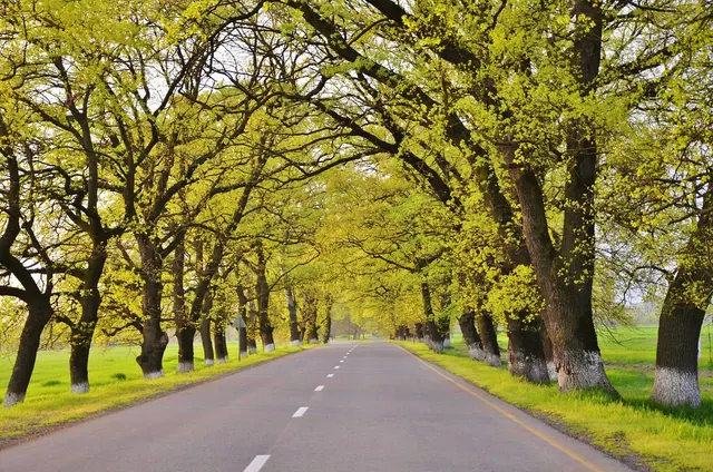 road, tree, landscape, travel, sky, nature, green, country, way, summer, asphalt, countryside, empty, highway, transportation, speed, trip, transport, holiday