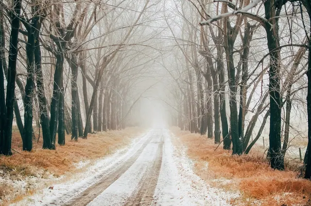 canada, road, drive, travel, tire tracks, trees, winter, snow, sunrise, mist, fog, silhouette, landscape, scenic, nature, outdoors, country, rural, hdr, canada, canada, canada, can